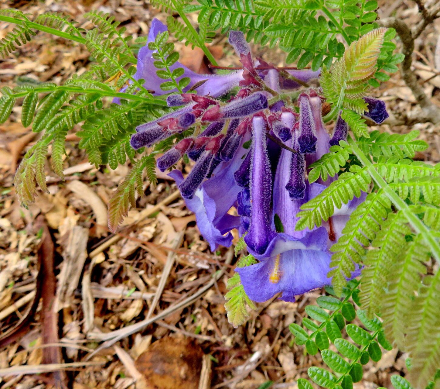 Jacaranda decurrens flower