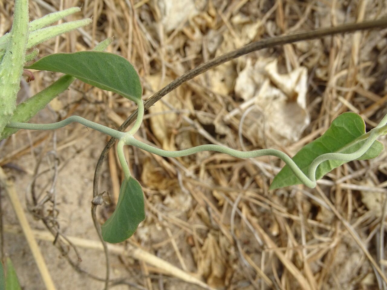 Leptadenia lanceolata bark