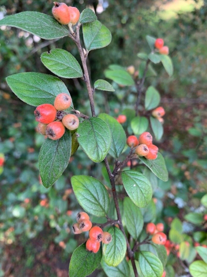 Cotoneaster sternianus