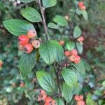 Cotoneaster sternianus