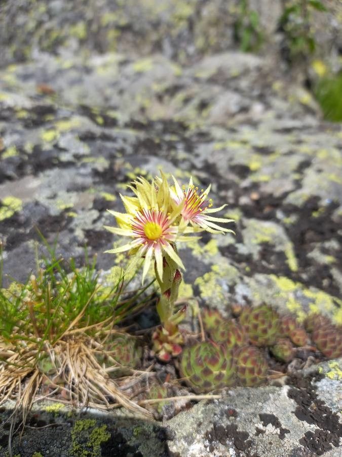 Sempervivum grandiflorum flower
