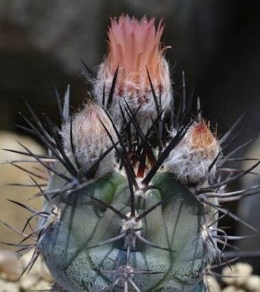 Eriosyce megliolii — houseplant care guide