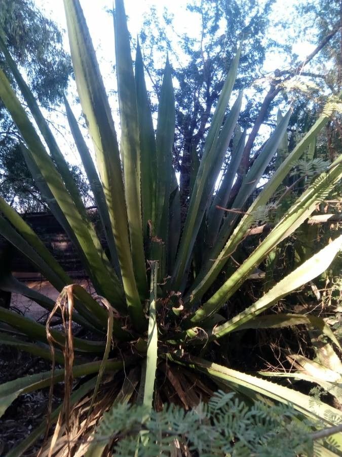 Furcraea cabuya leaf