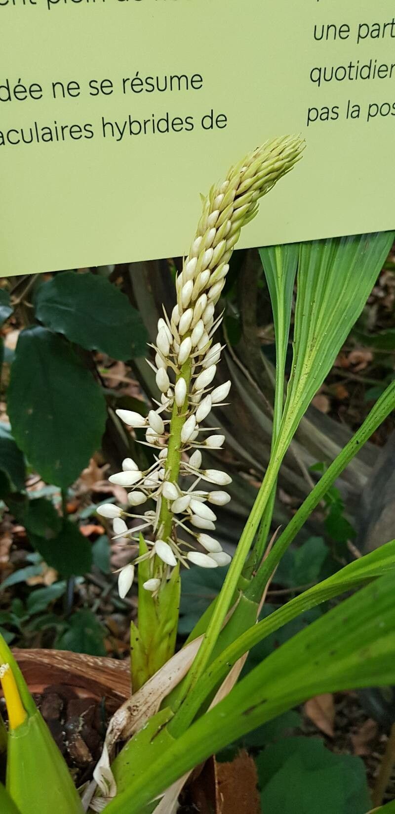Coelogyne multiflora — houseplant care guide