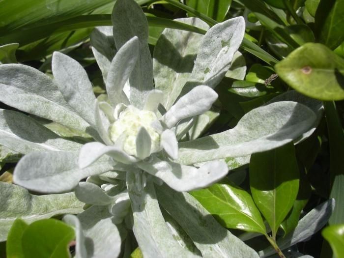 Pseudognaphalium sandwicensium habit