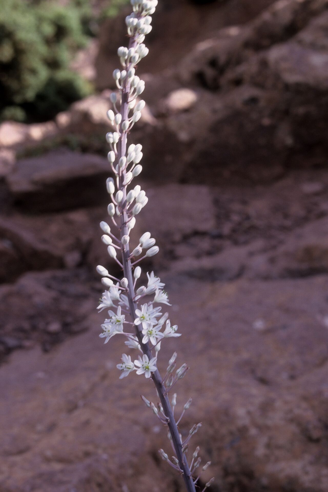 Drimia aphylla — related species from the same genus