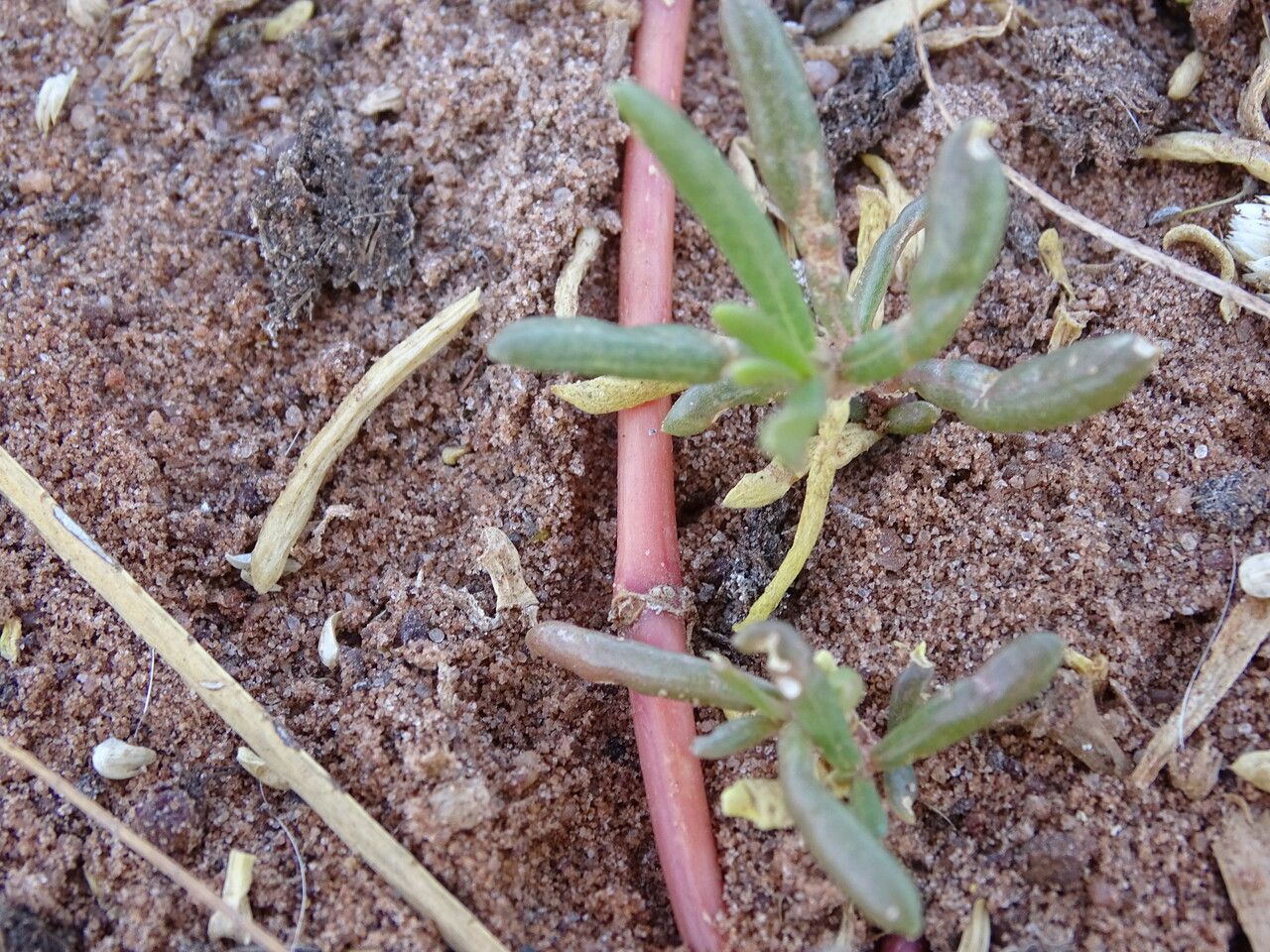 Blutaparon vermiculare bark