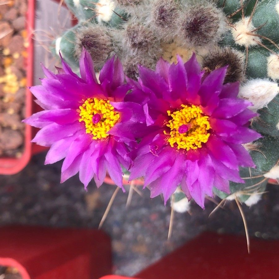 Parodia werdermanniana flower