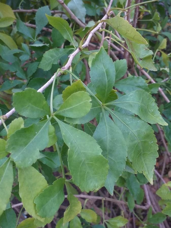 Eleutherococcus simonii — houseplant care guide