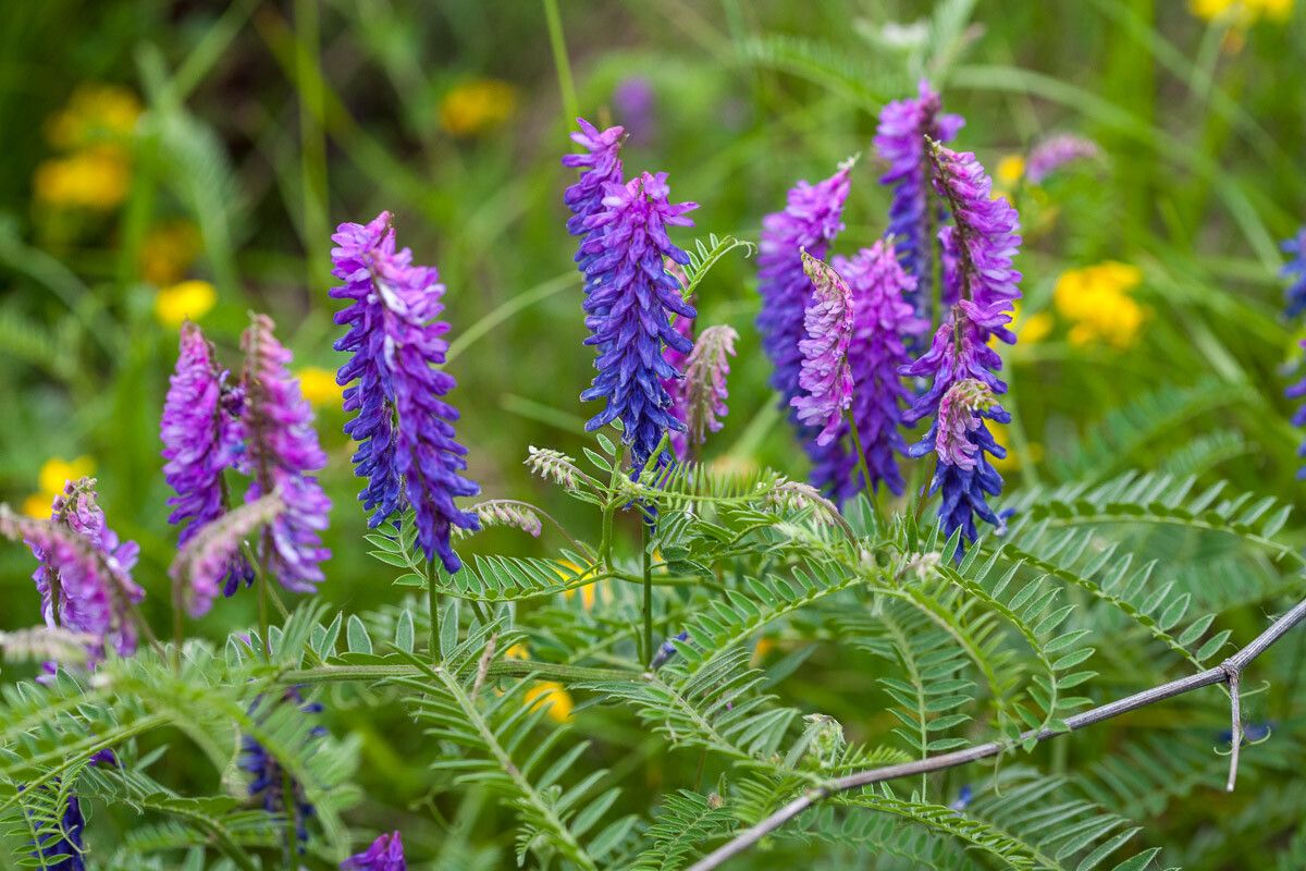 Vicia incana flower
