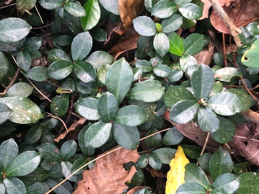 Ficus vaccinioides — houseplant care guide