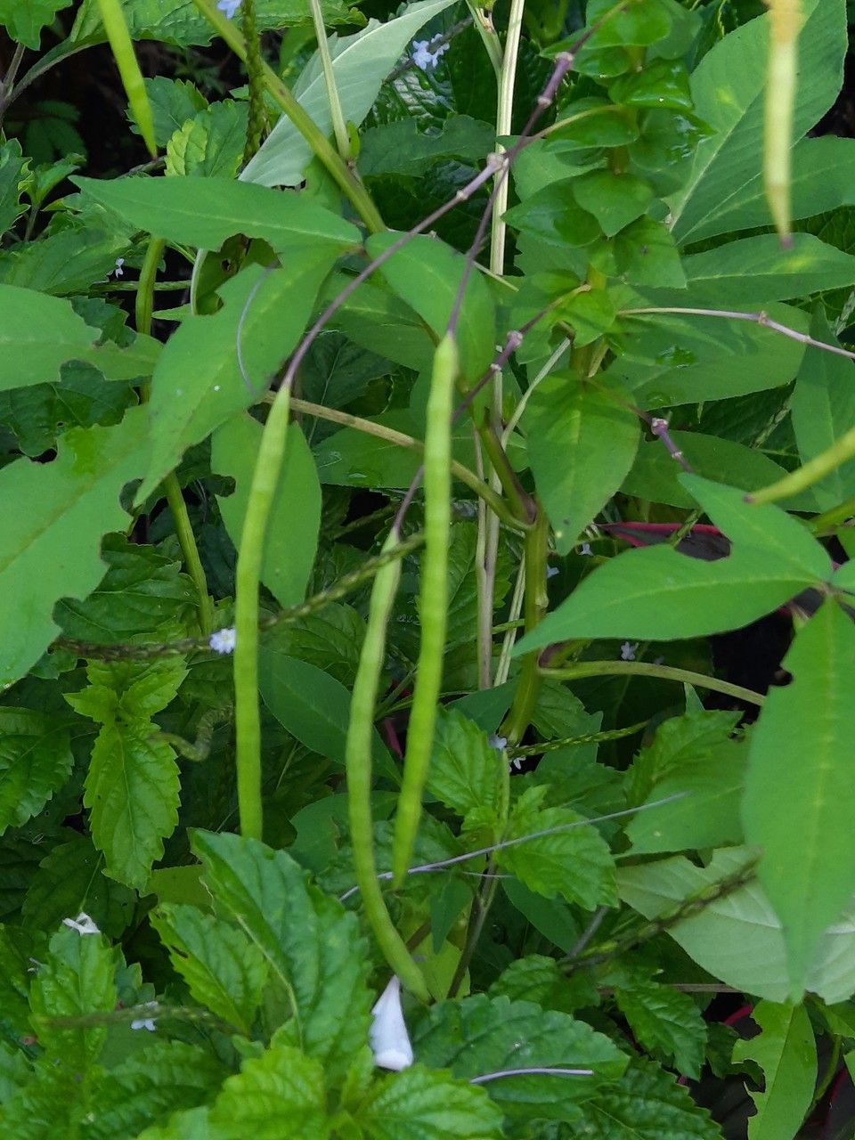 Cleome gynandra fruit