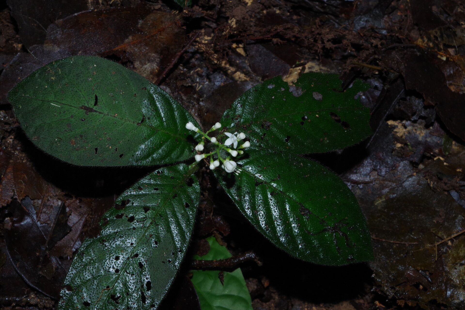 Psychotria rubristipulata — houseplant care guide