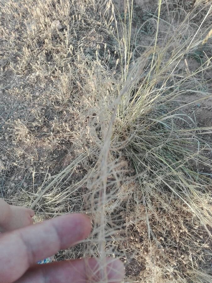 Stipa balansae — related species from the same genus