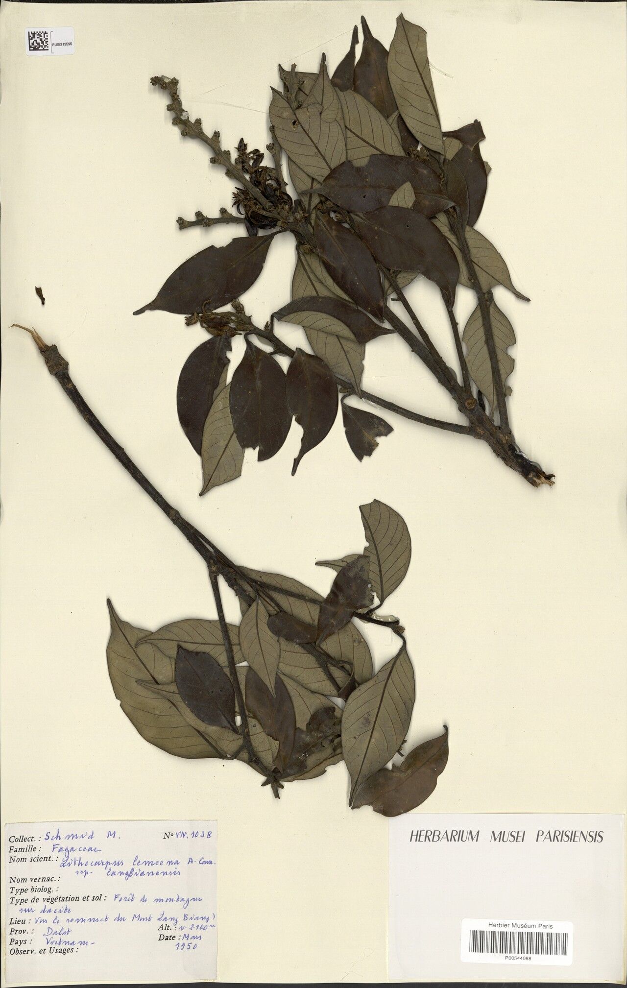 Lithocarpus lemeeanus — houseplant care guide