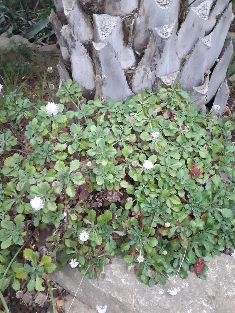 Scabiosa farinosa habit