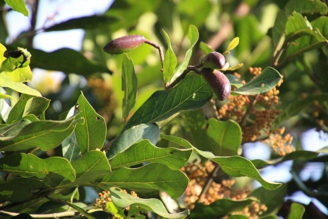 Beilschmiedia ugandensis — houseplant care guide