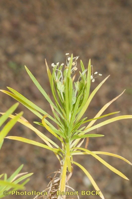 Plantago famarae other