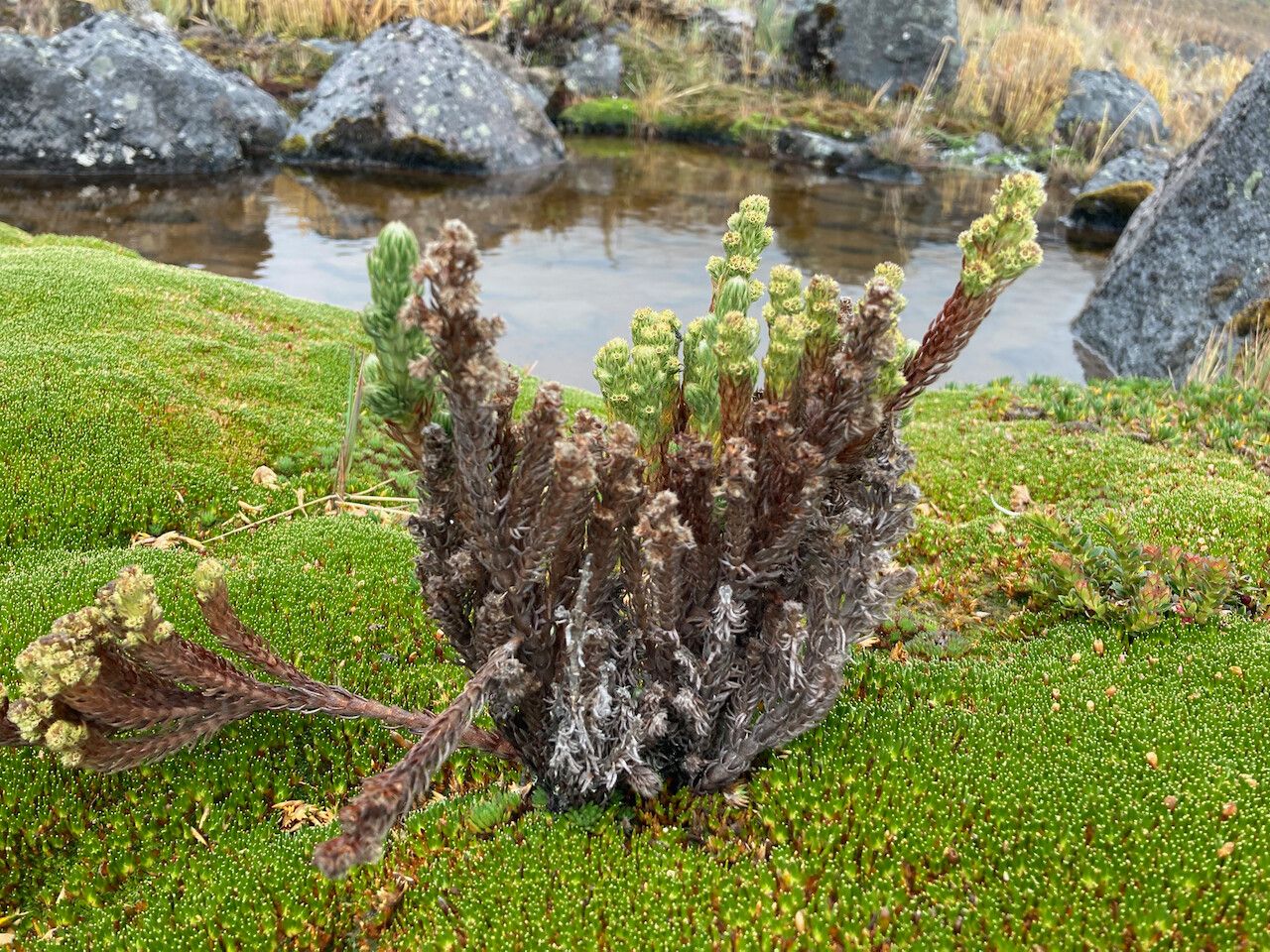 Alchemilla nivalis habit