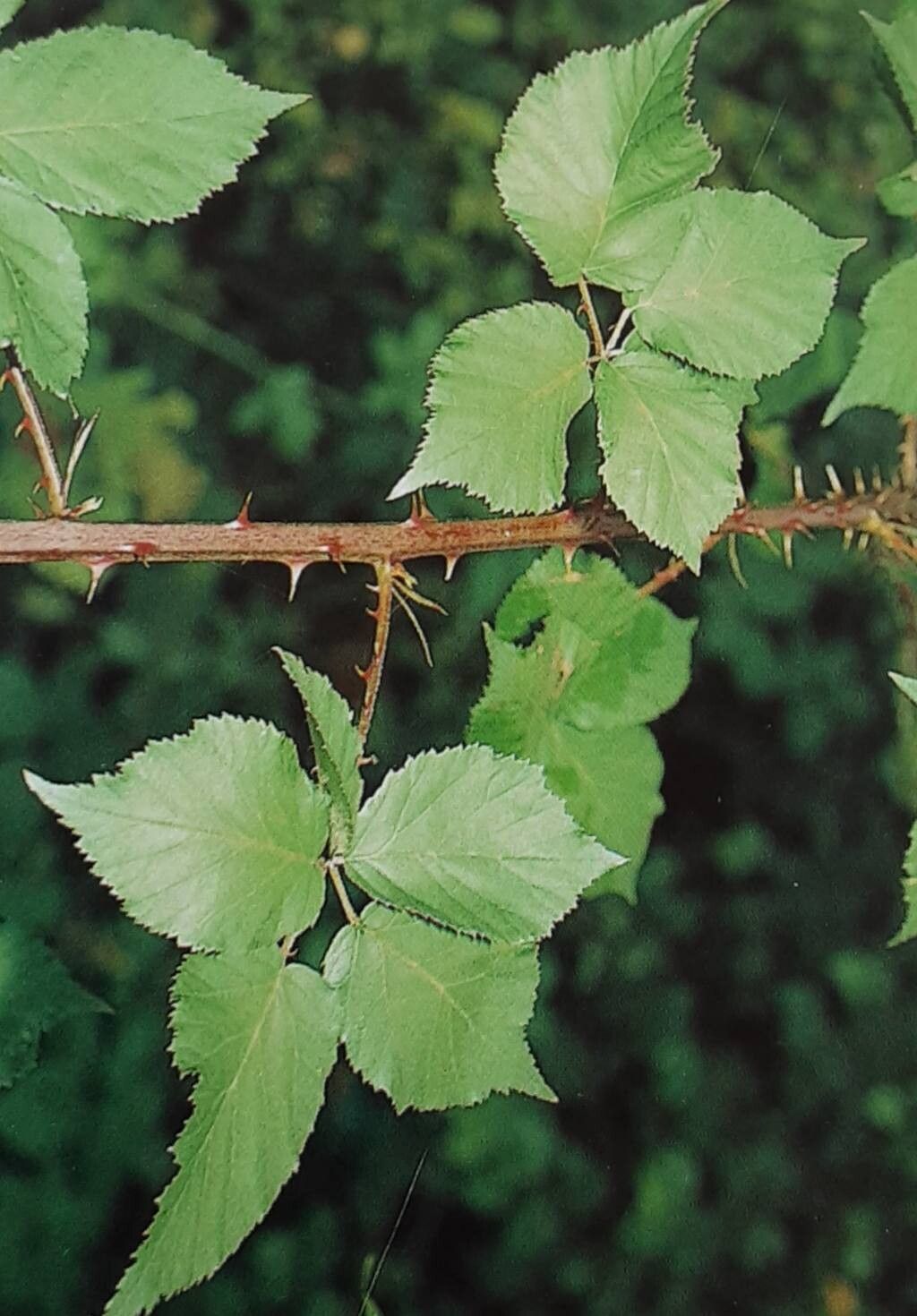 Rubus affinis — houseplant care guide