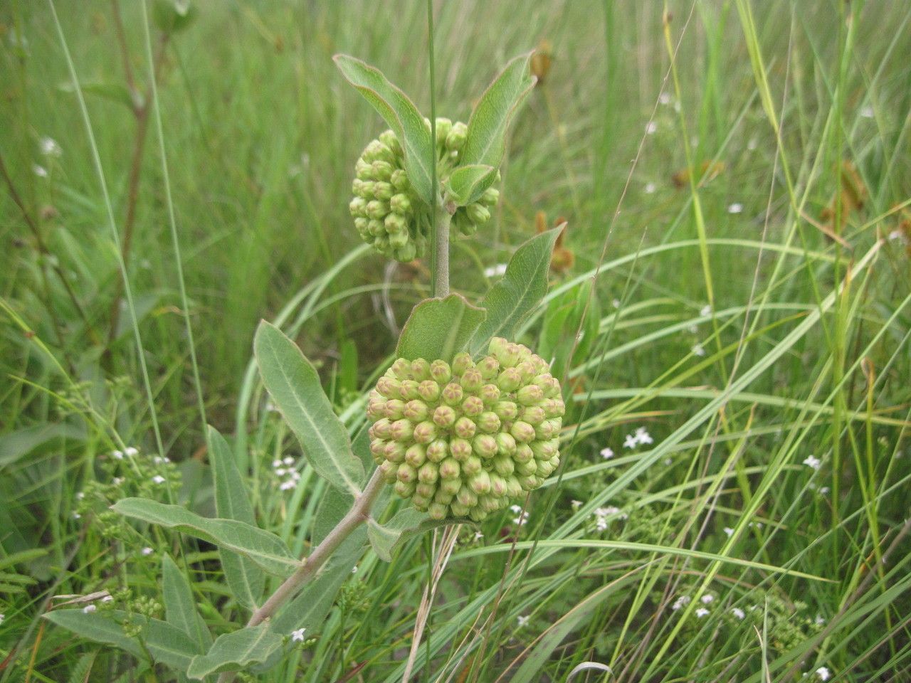 Asclepias obovata — search result for 'Asclepias'