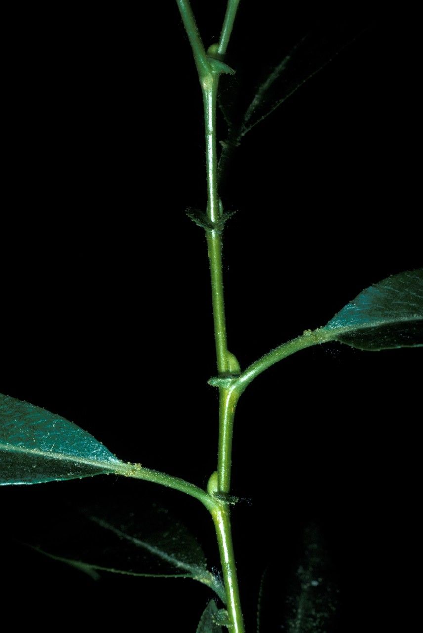 Salix lasiandra bark