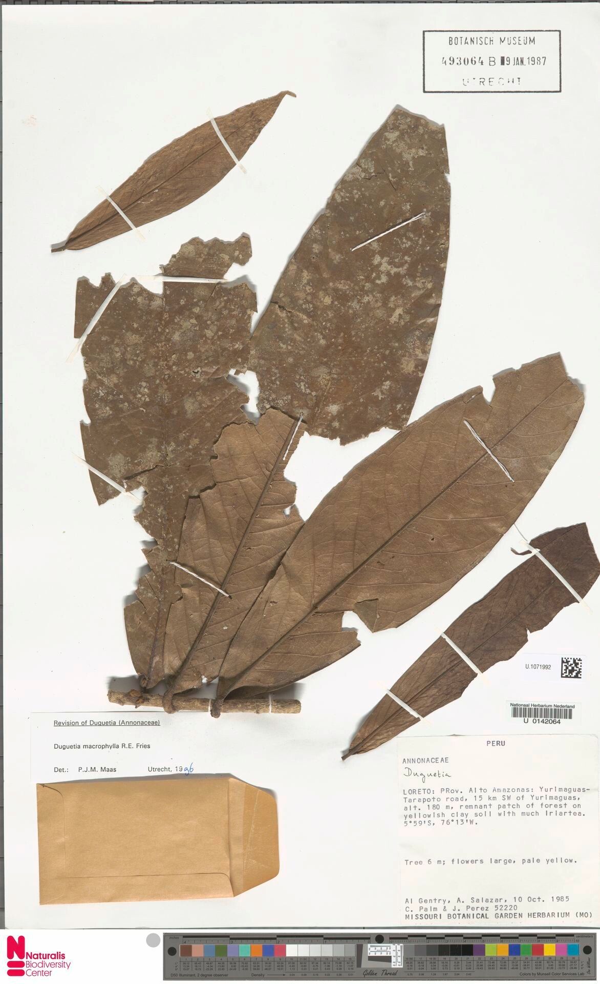 Duguetia macrophylla — houseplant care guide