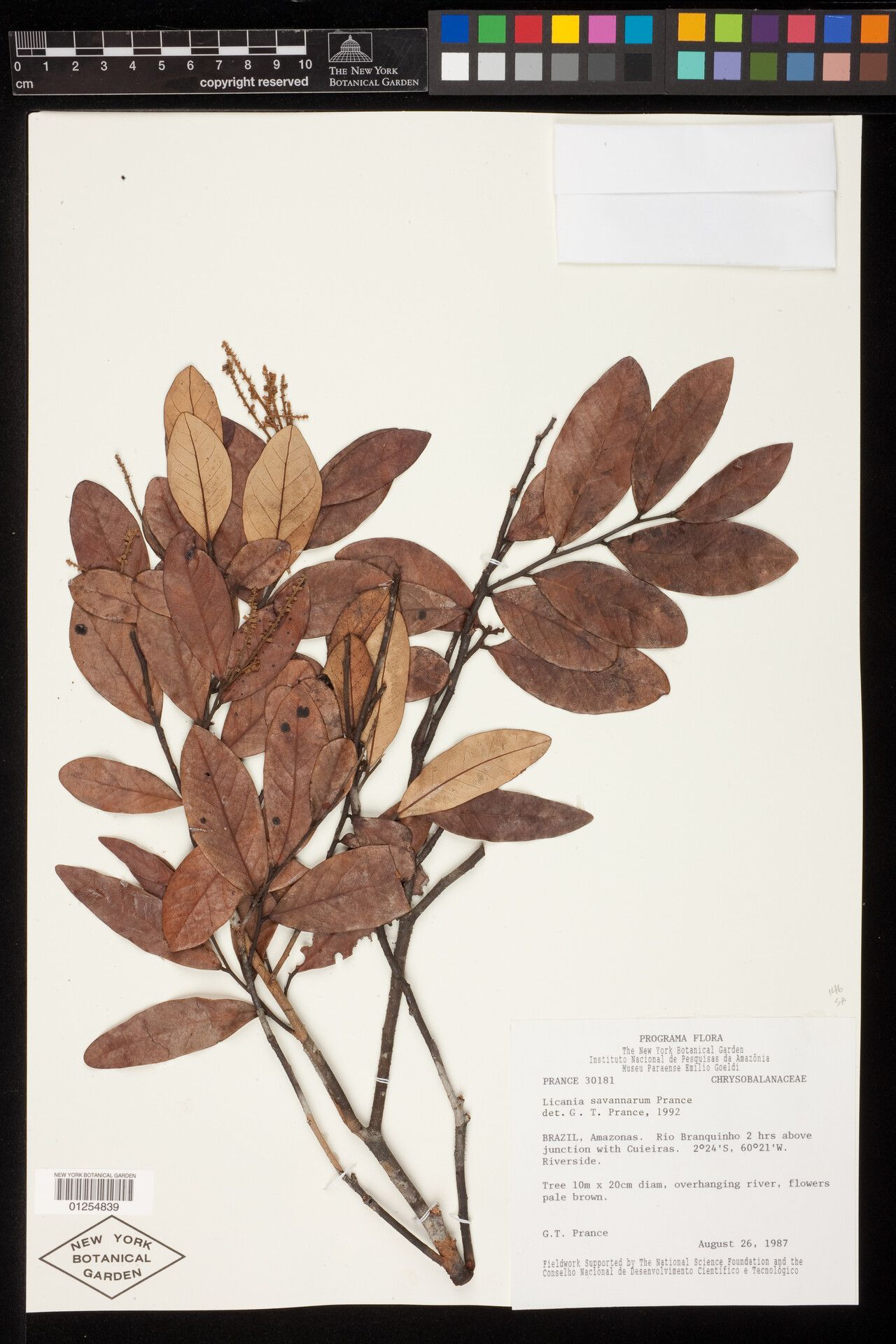 Licania savannarum — houseplant care guide