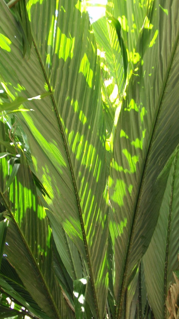 Salacca magnifica — related species from the same genus