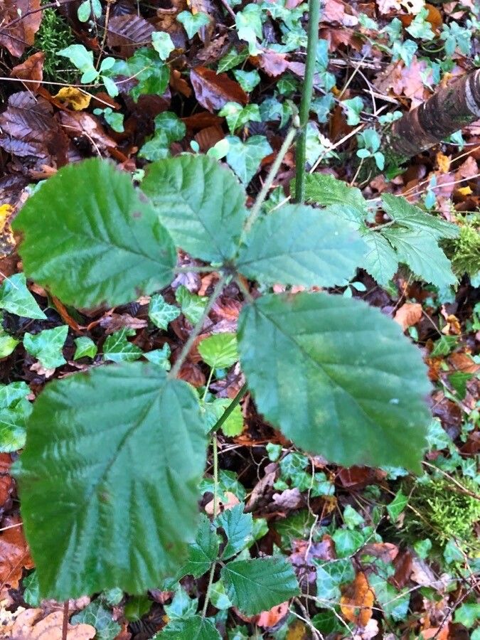 Rubus elegantispinosus — search result for 'Rubus'