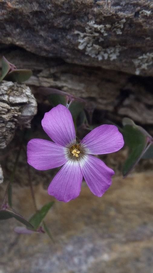 Oxalis violacea flower
