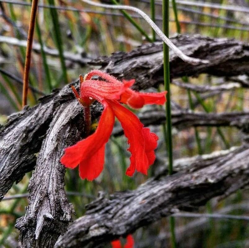 Lechenaultia hirsuta flower