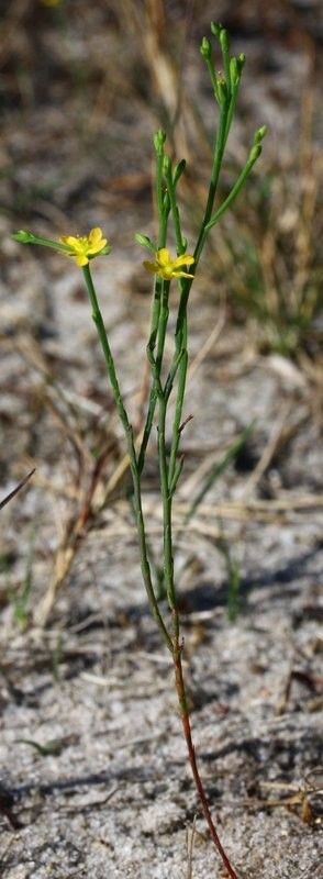 Hypericum gentianoides bark