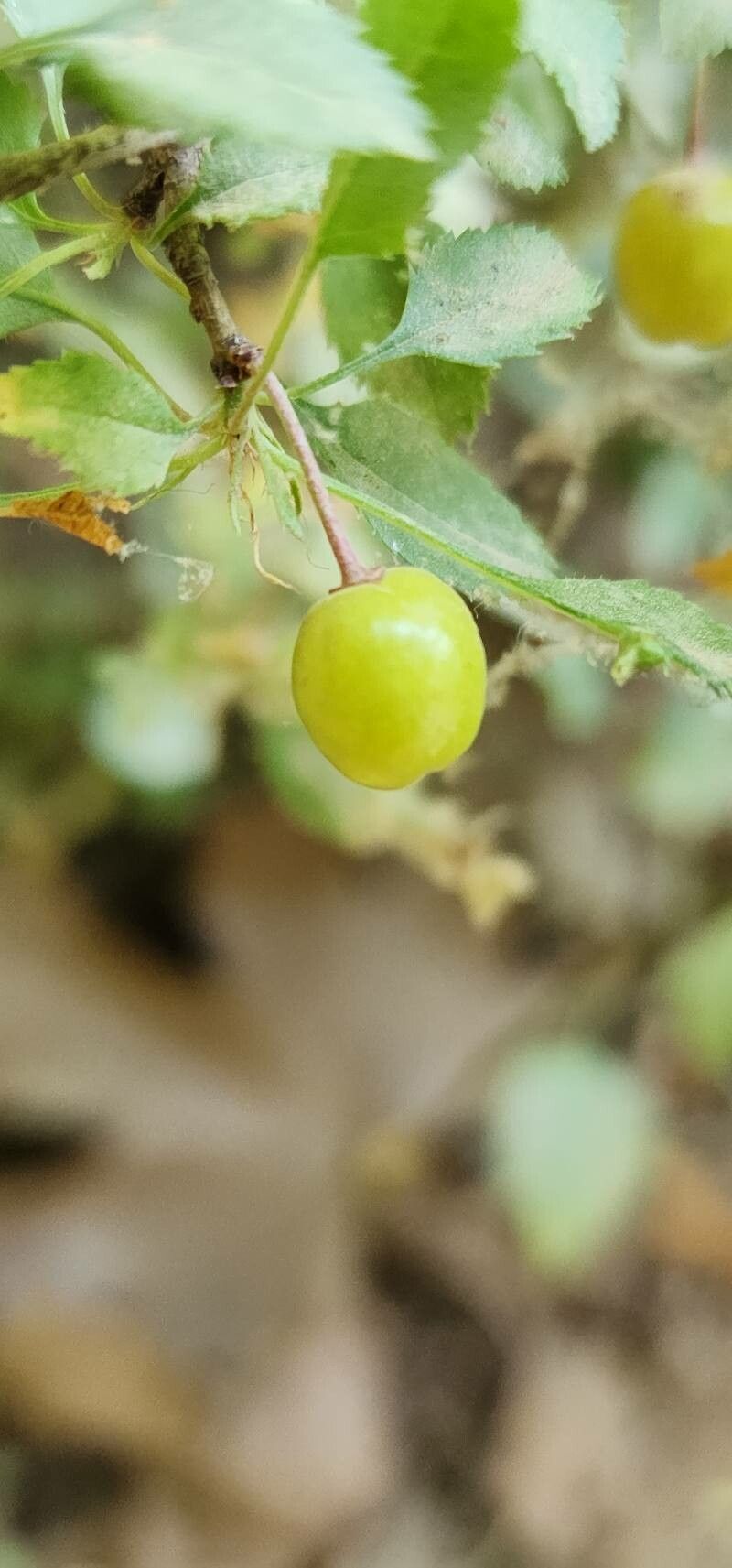 Prunus microcarpa fruit