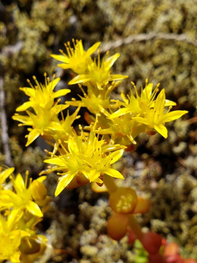 Sedum divergens flower
