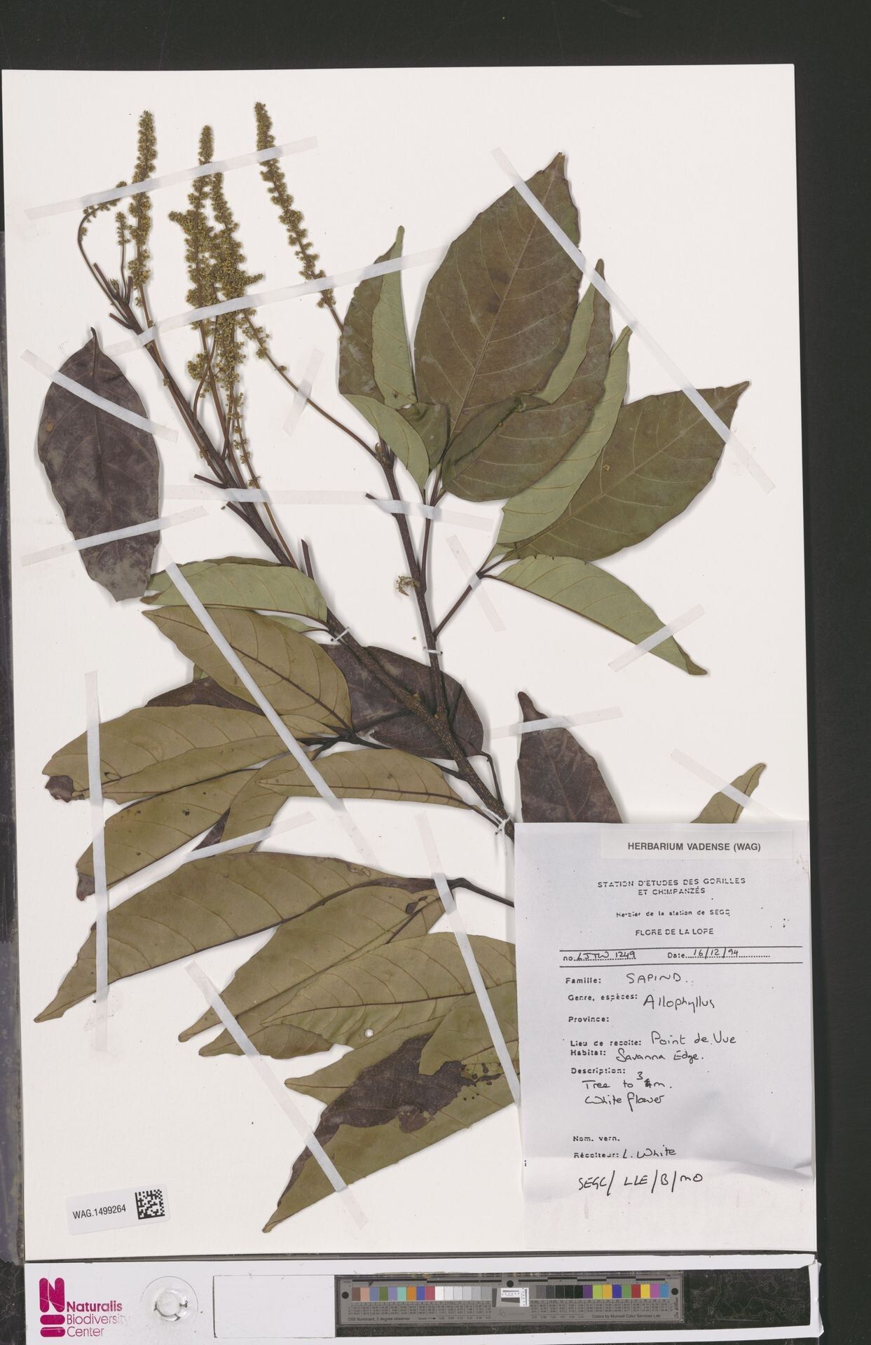 Allophylus zenkeri — houseplant care guide