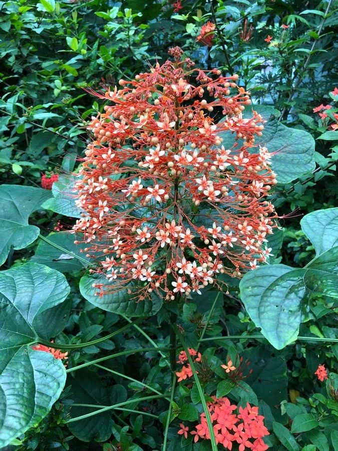 Clerodendrum paniculatum bark