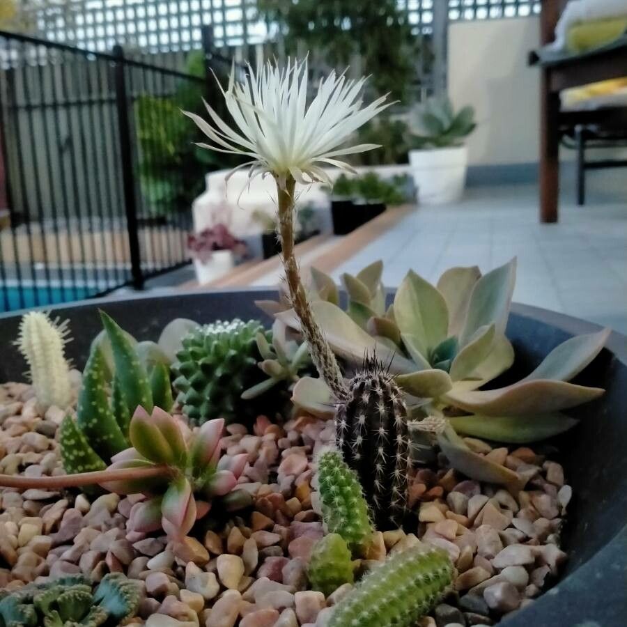 Echinopsis mirabilis flower