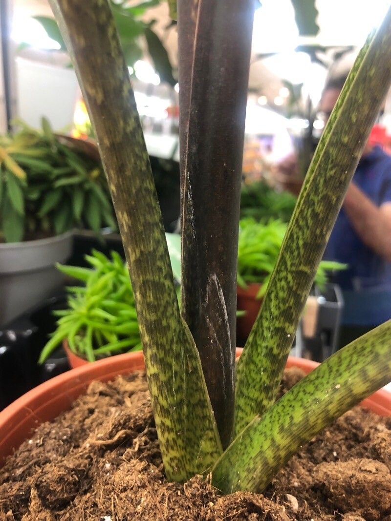 Alocasia lauterbachiana bark