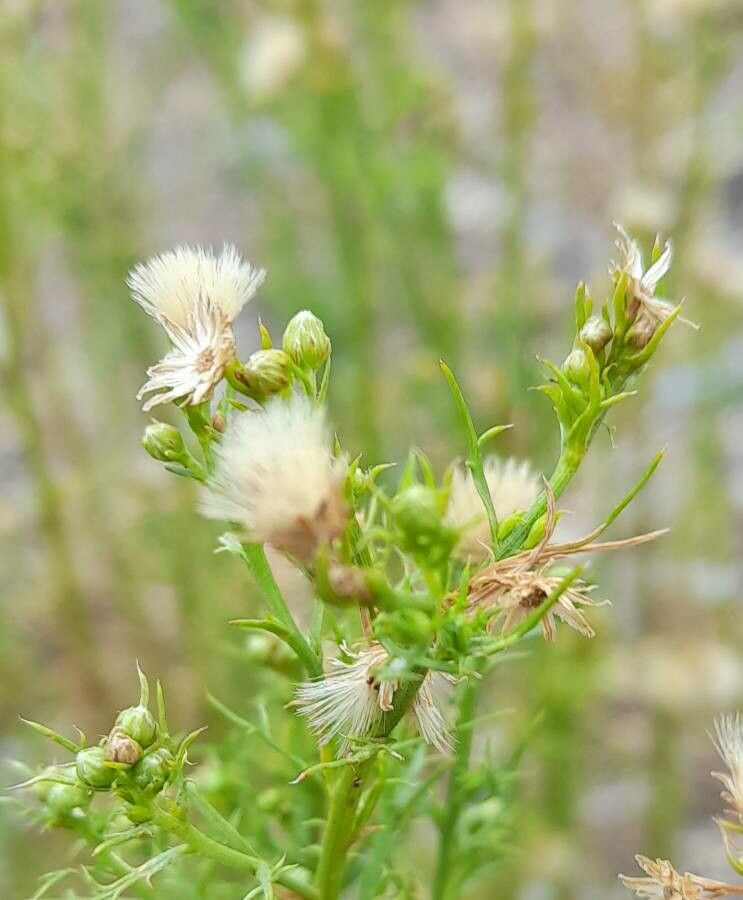 Baccharis ulicina fruit