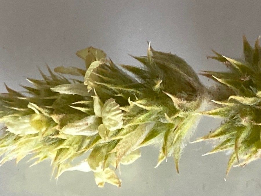 Sideritis fruticulosa flower