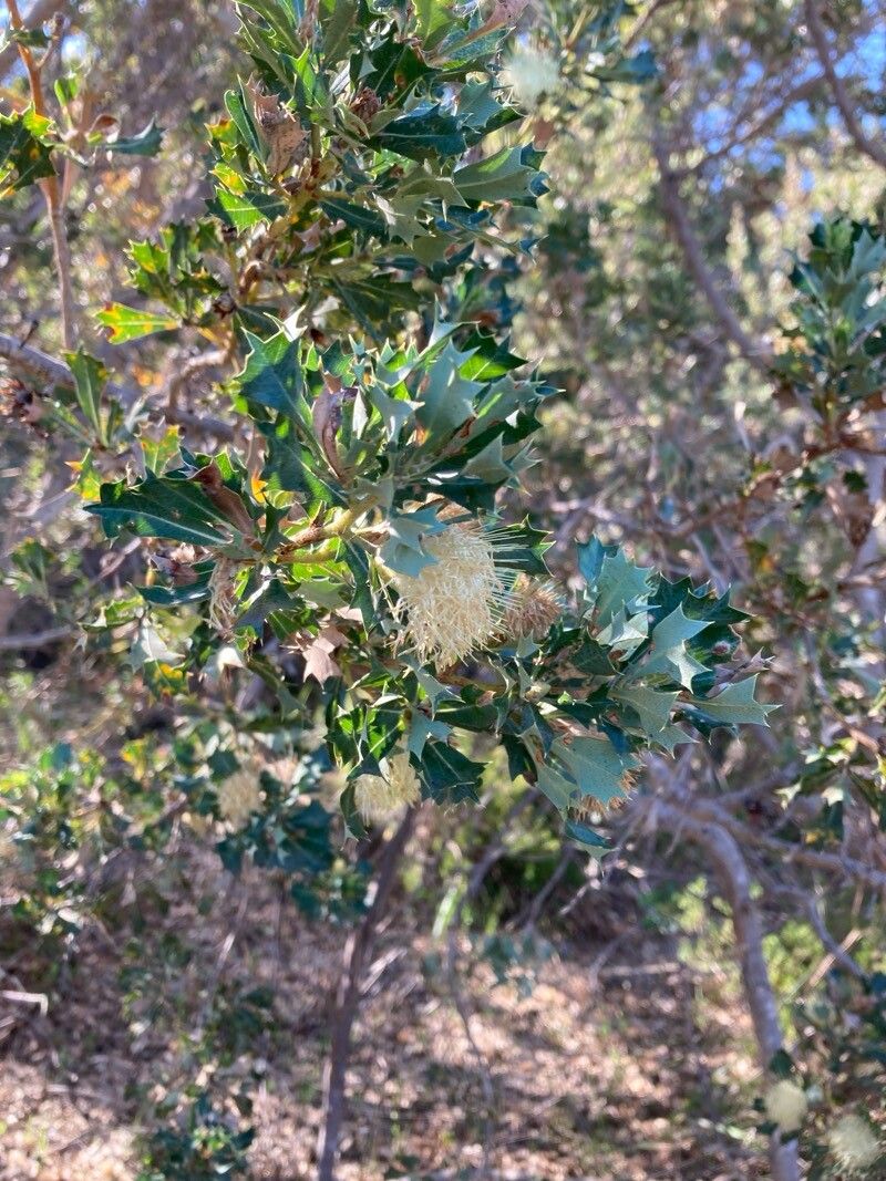 Banksia sessilis leaf