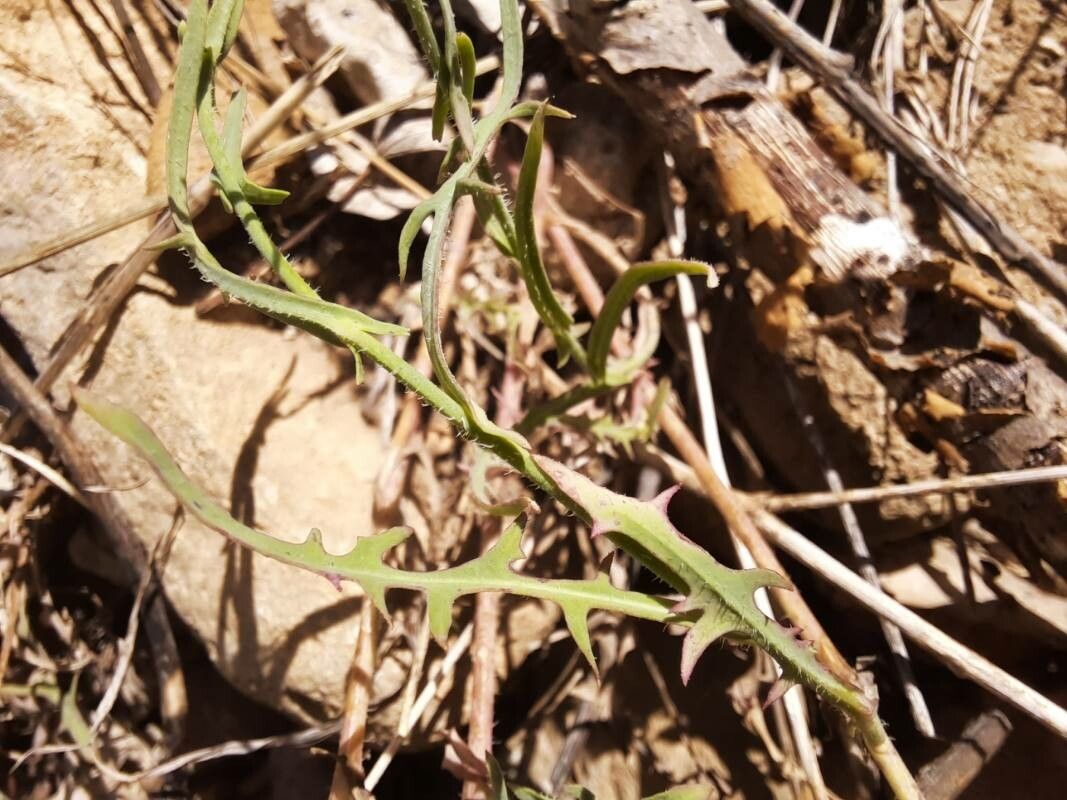 Lactuca tenerrima leaf