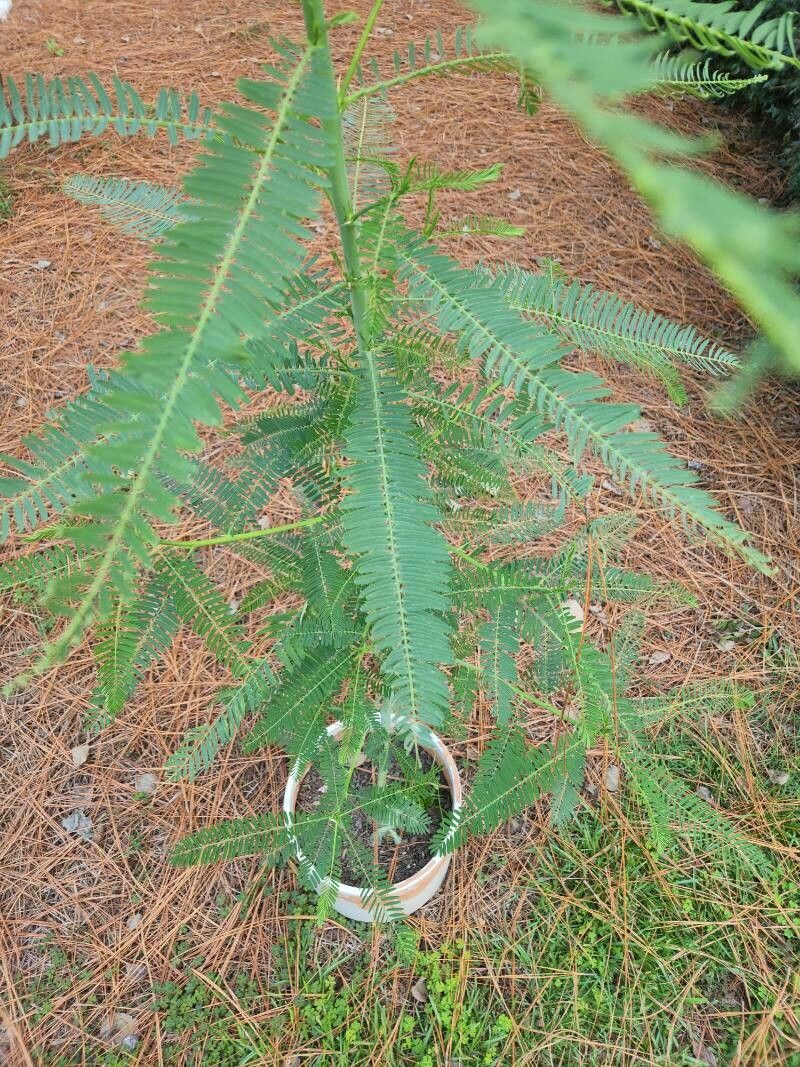 Sesbania herbacea leaf