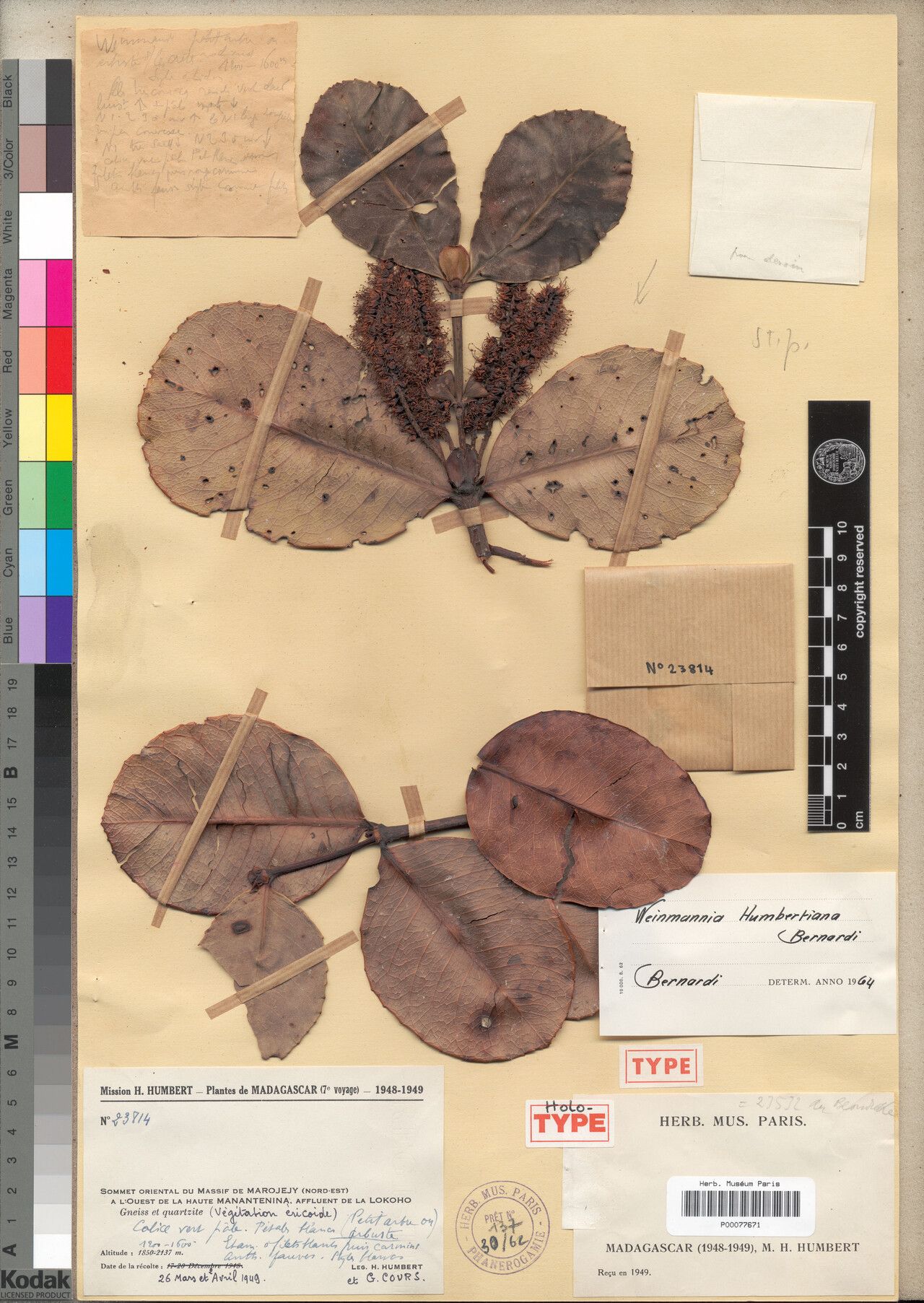 Pterophylla humbertiana — houseplant care guide