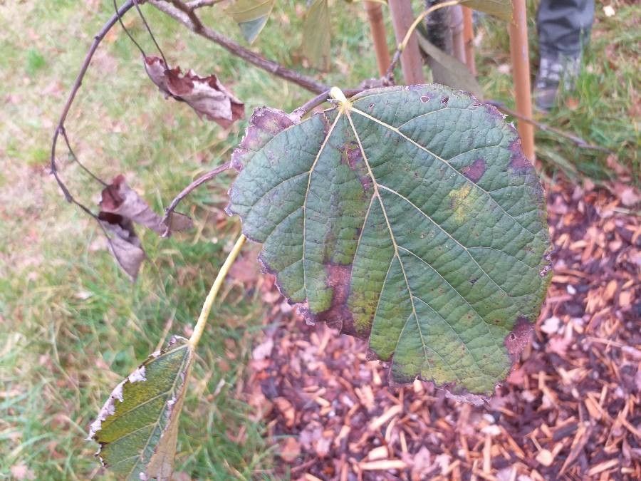 Tilia chinensis leaf