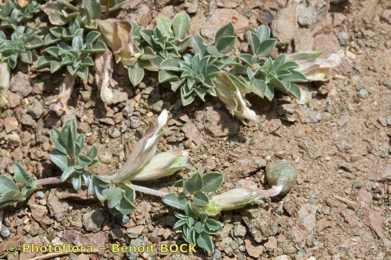 Leobordea maroccana habit