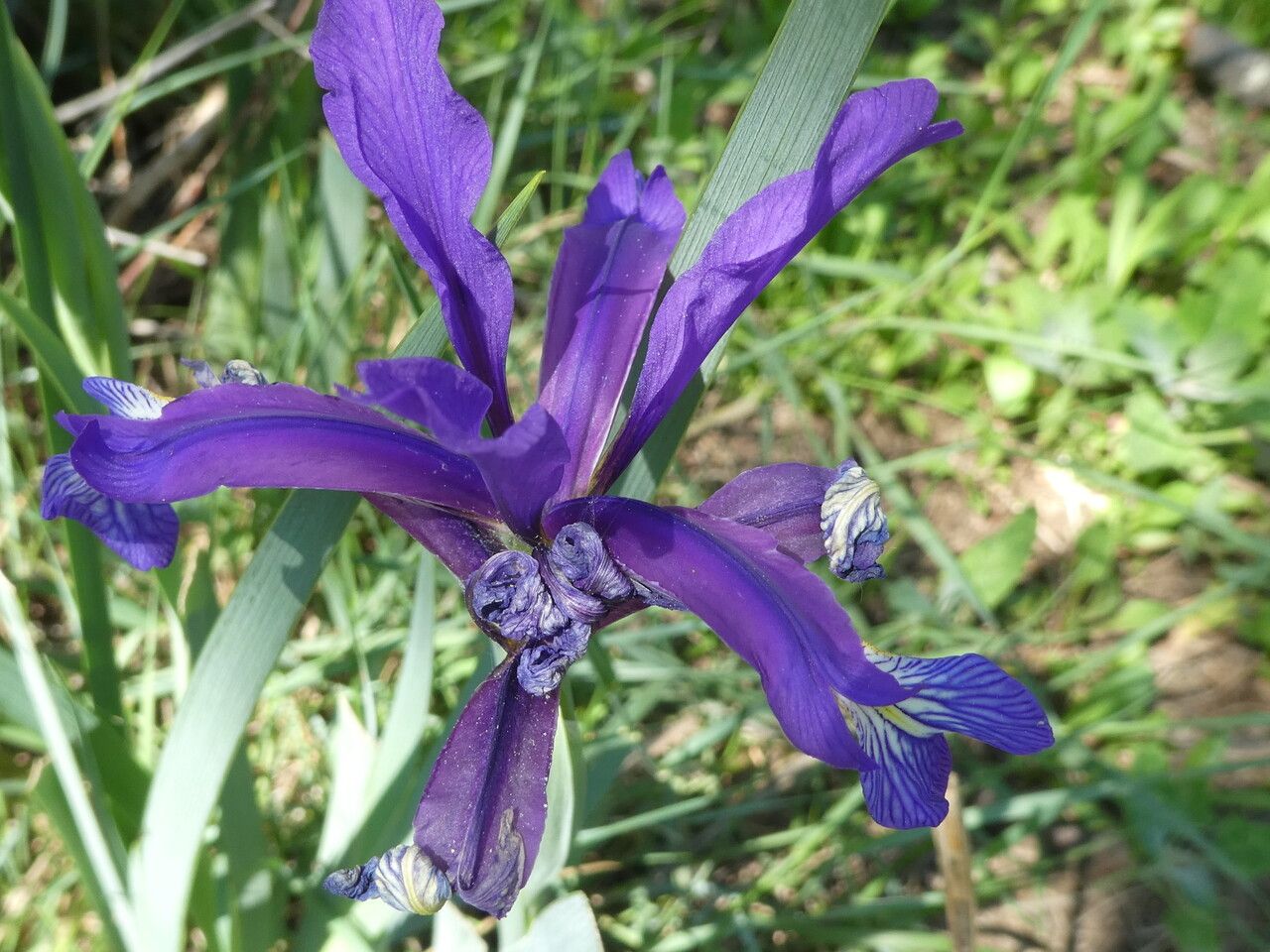 Iris spuria flower