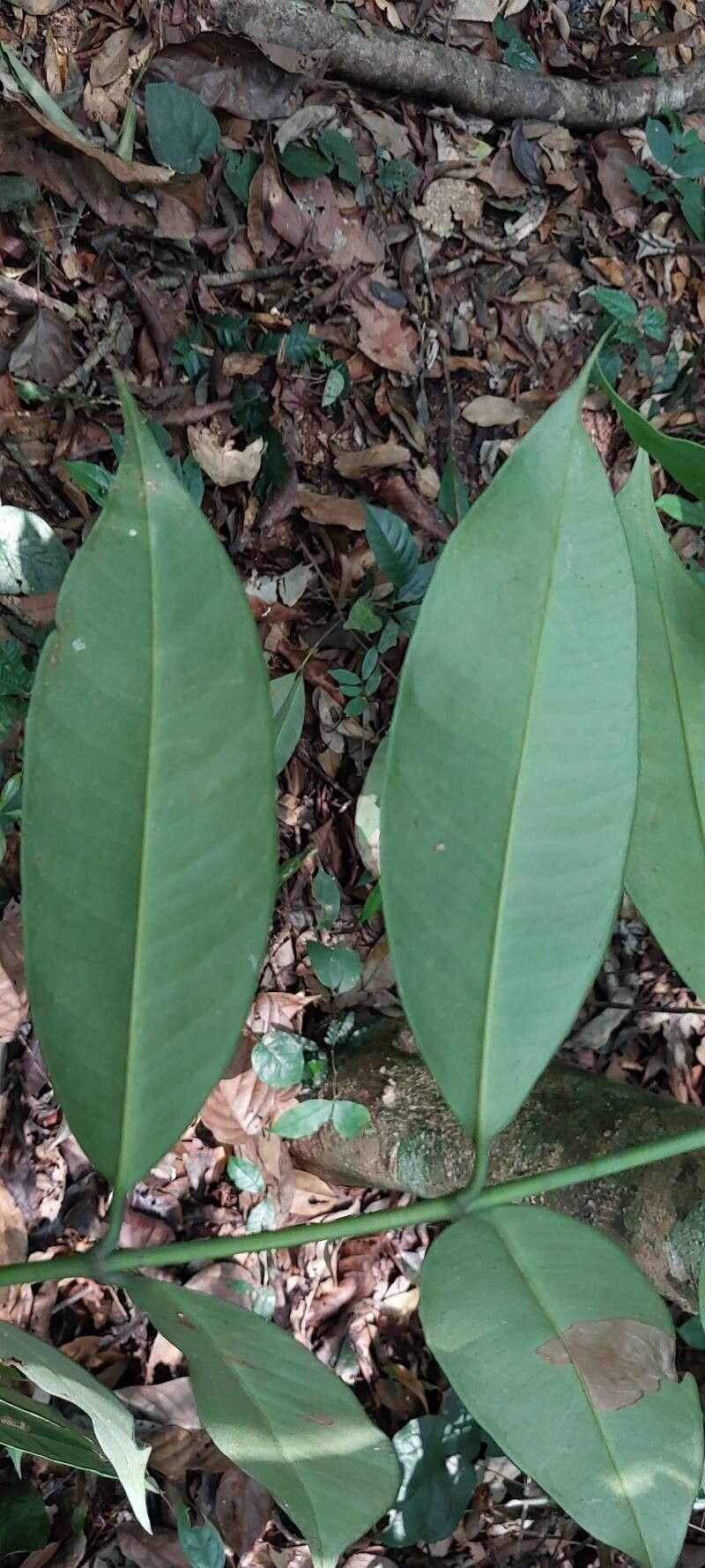 Allanblackia floribunda leaf