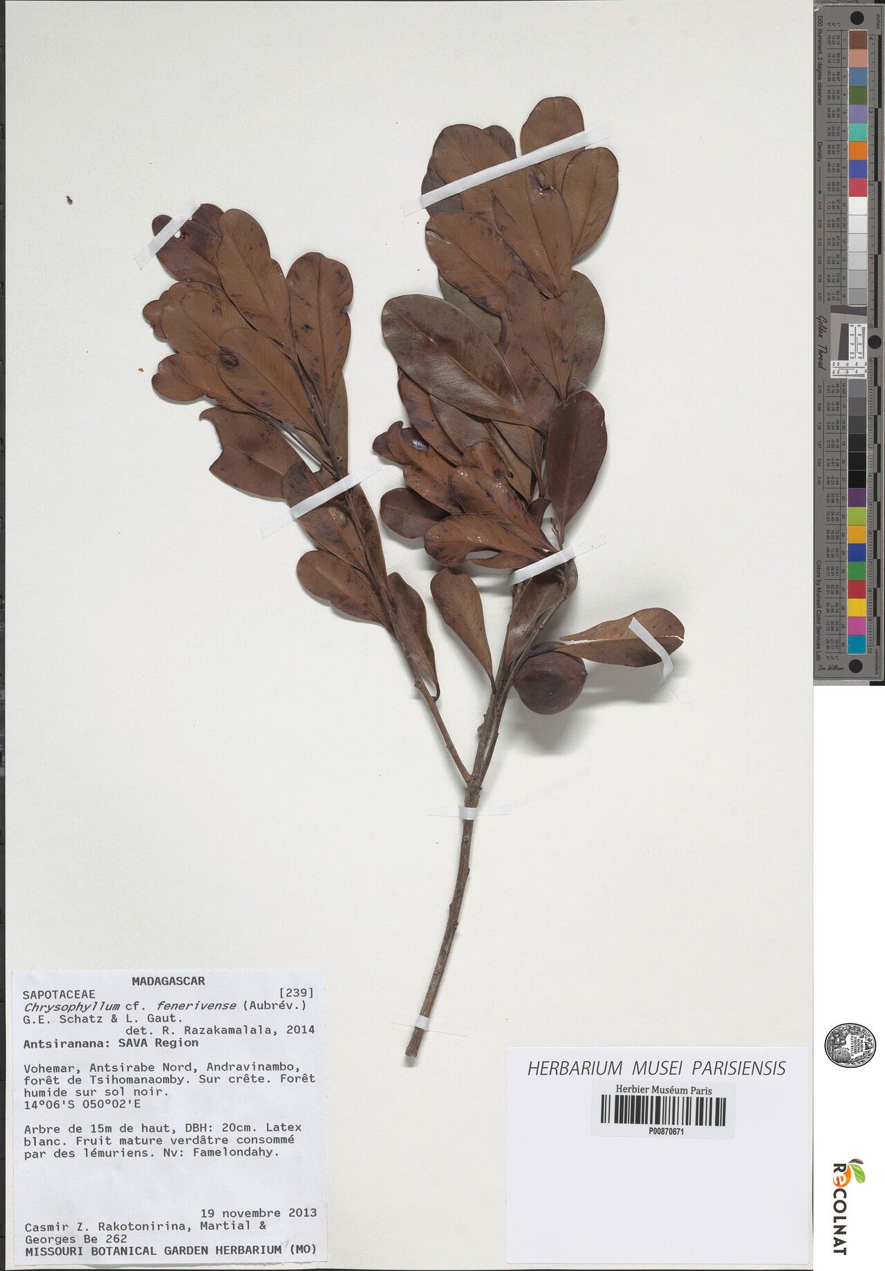 Donella delphinensis — related species from the same genus